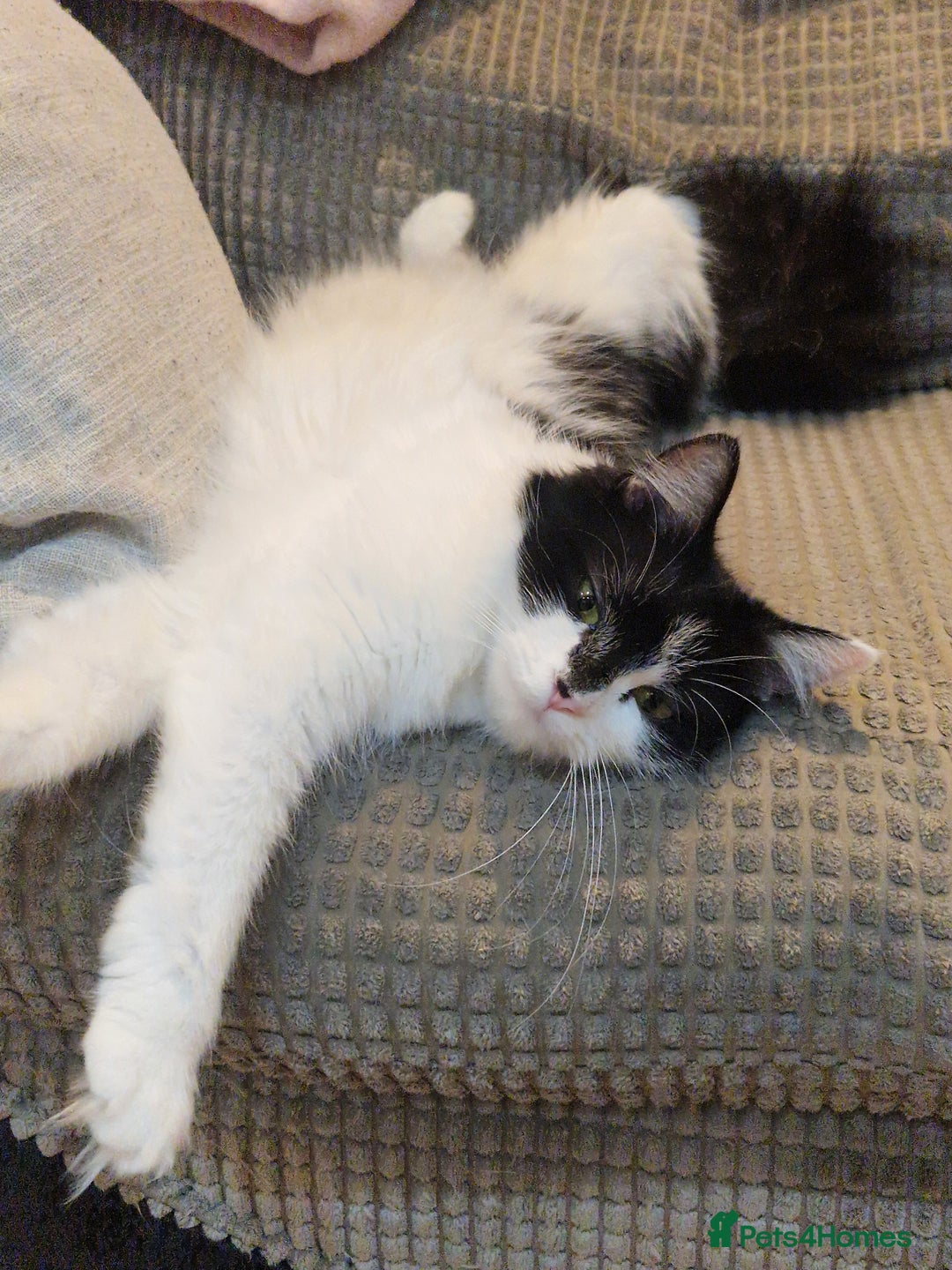 Mixed Breed cats for sale: Two cats to go to a good home - Advert 4