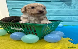 Cockapoo dogs for sale: DNA CLEAR F1  choc, merle, champagne, black - Image 6