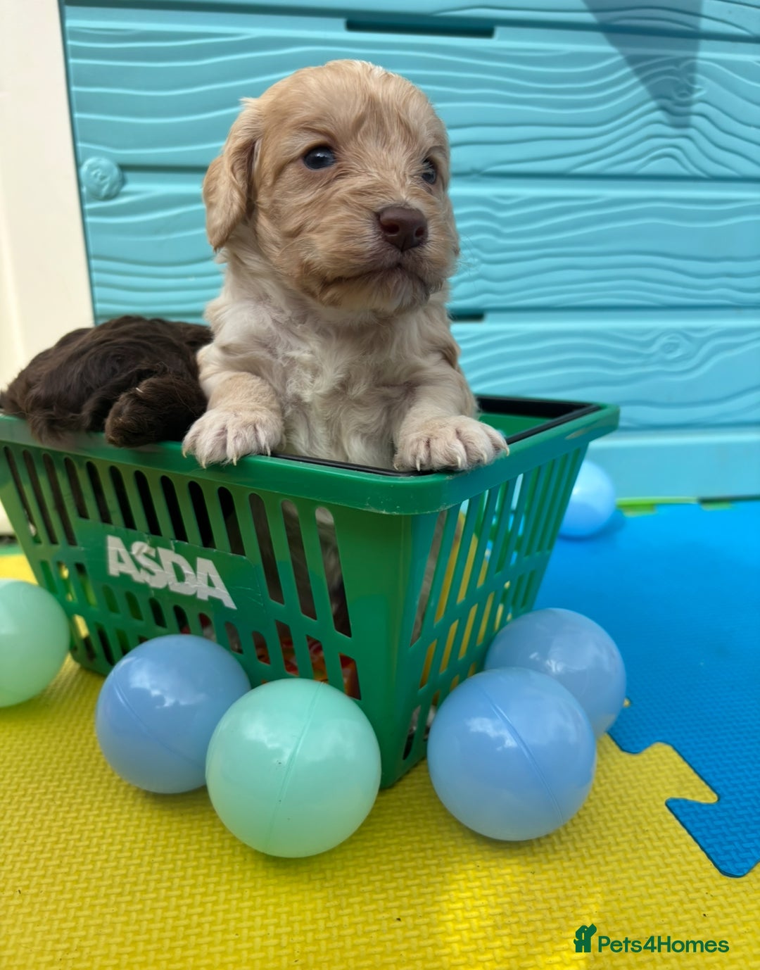 Cockapoo dogs for sale: DNA CLEAR F1  choc, merle, champagne, black - Image 6