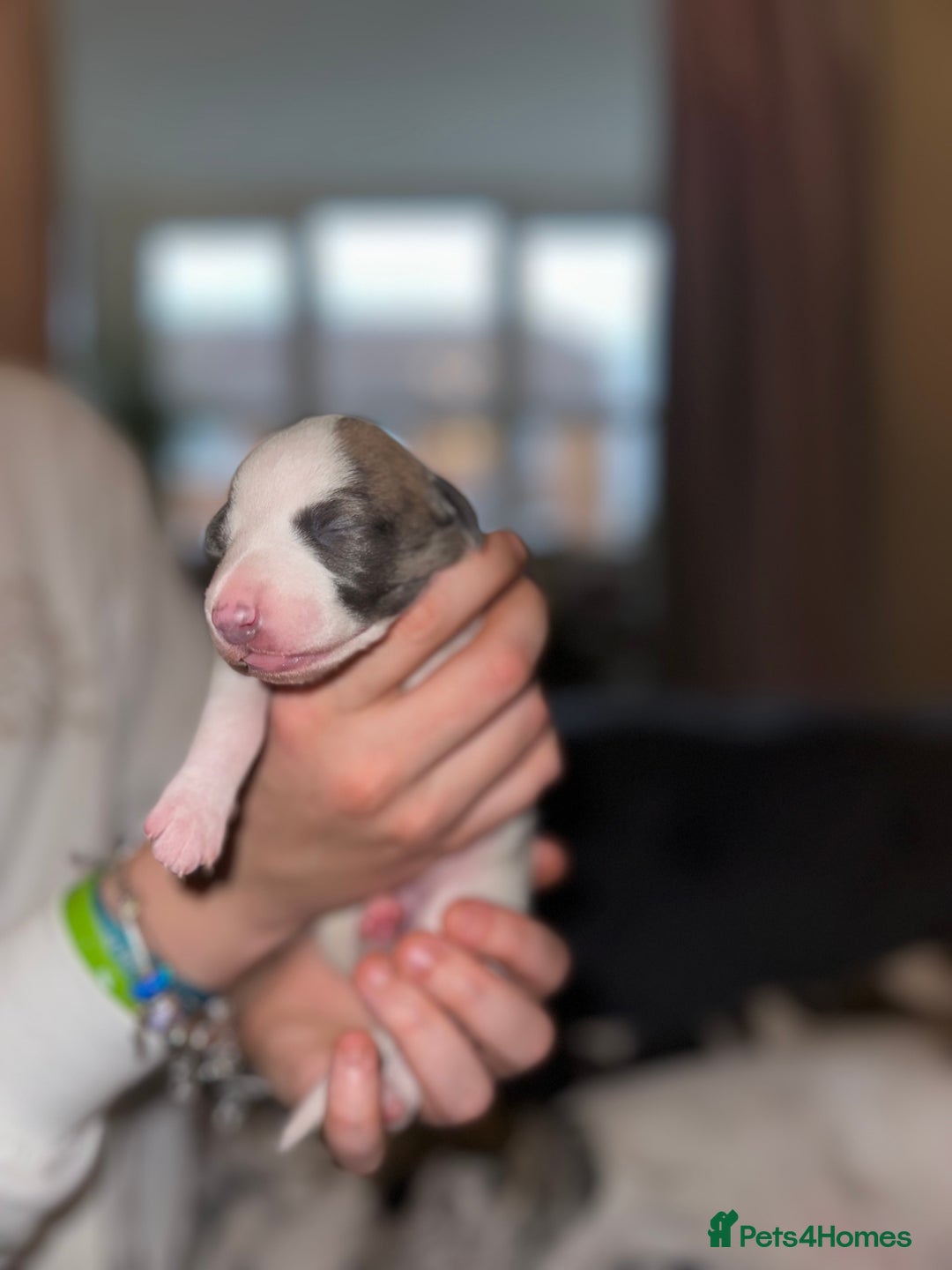 Whippet dogs for sale: KC Registered Whippet Puppies - Advert 19