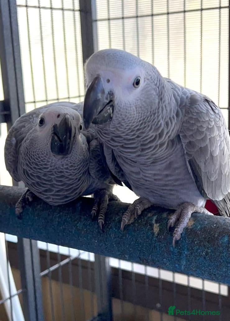 Parrots birds 2 tame talking handfed African Grey parrots & cage - Advert 1