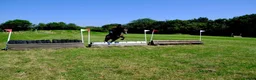 Connemara horses for sale: Dancer  - Advert 5