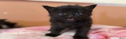 British Longhair cats for sale: Beautiful British long-haired kittens - Advert 10