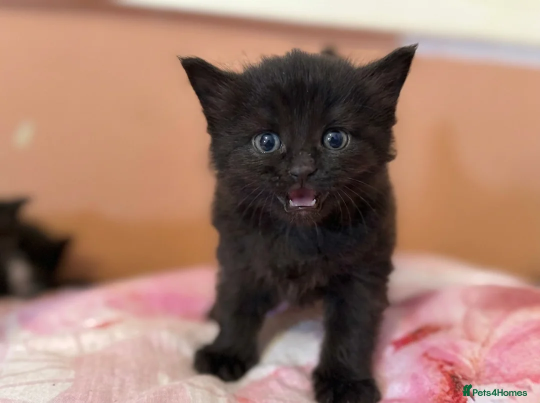 British Longhair cats for sale: Beautiful British long-haired kittens - Advert 10