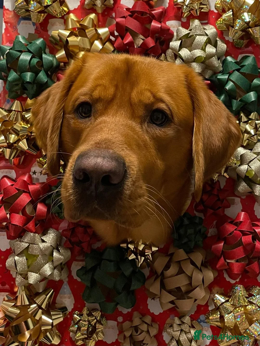 Goldador dogs for stud: STUD - Handsome Goldador  - Advert 1