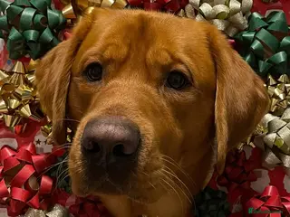 Goldador dogs STUD - Handsome Goldador - Advert 1