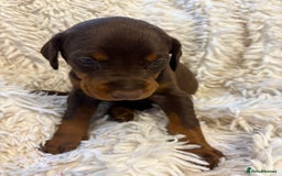 Dobermann dogs for sale: 12 stunning Doberman puppies - Image 15