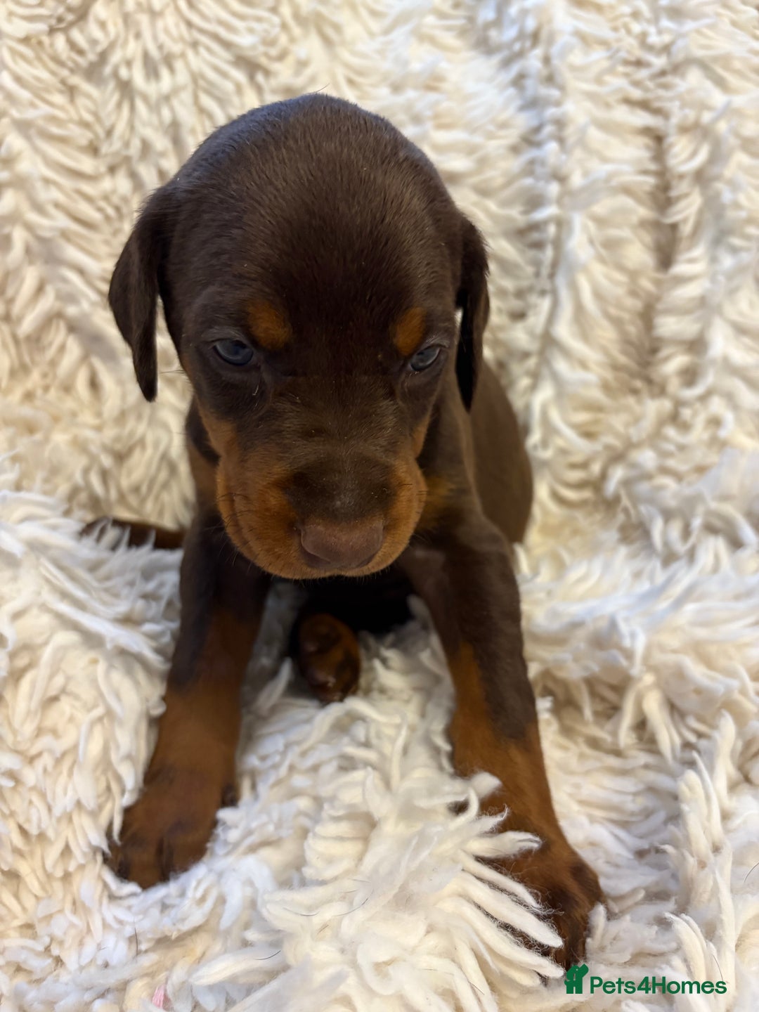 Dobermann dogs for sale: 12 stunning Doberman puppies - Image 15