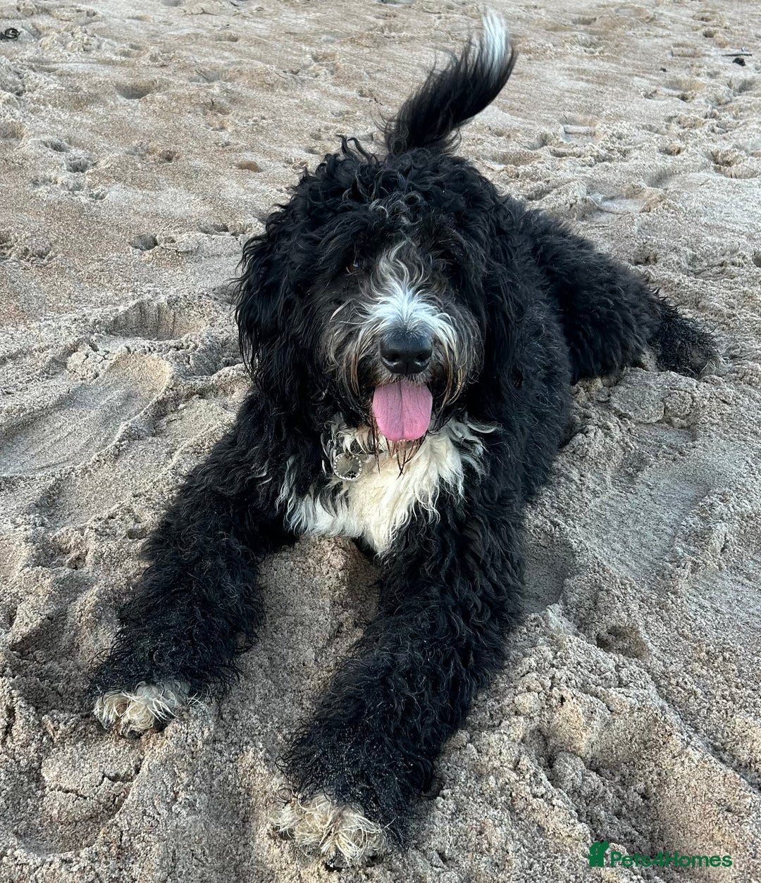 Bernedoodle dogs for sale: Expecting Litter End Feb 2026 - Newcastle  - Advert 13