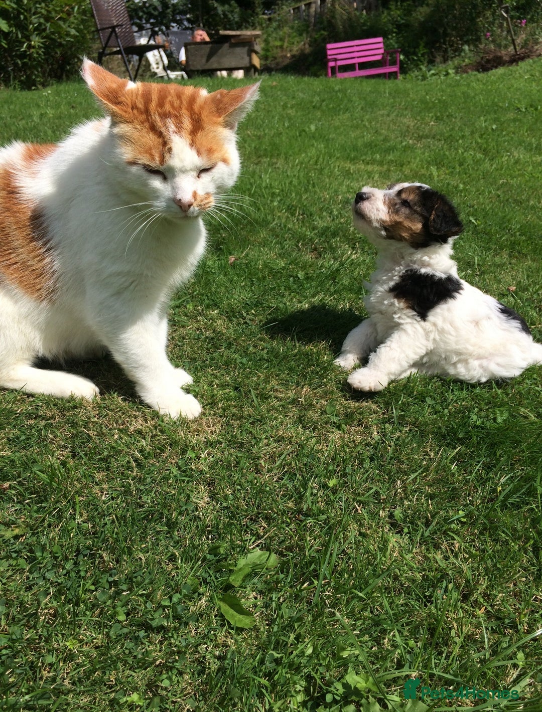 Fox Terrier dogs for sale: Wire Haired Fox Terrier Puppies - Image 7
