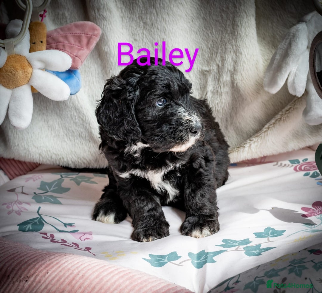 Sheepadoodle dogs for sale: Sheepadoodle Puppy 6 - *READY SOON* F1 health tested sheepadoodles  - Image 3