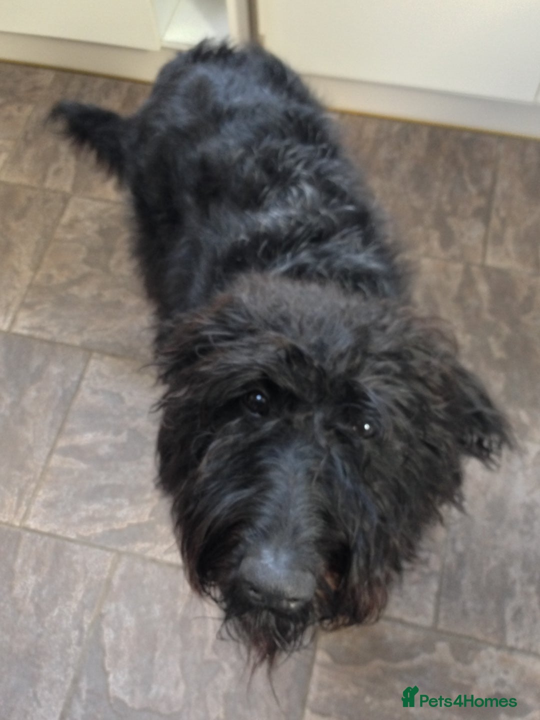 Labradoodle dogs for sale: Fluffy labradoodle looking for a lovely home - Image 5