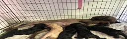 Cockapoo dogs for sale: Cockapoo puppies for sale - Advert 7