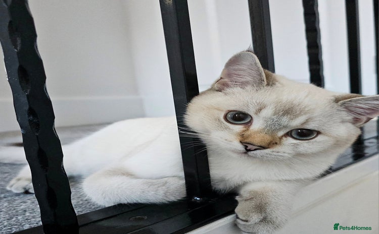 Scottish Fold cats - Advert 2