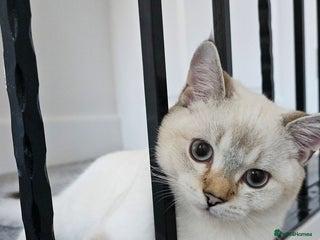 Scottish Fold cats - Advert 4