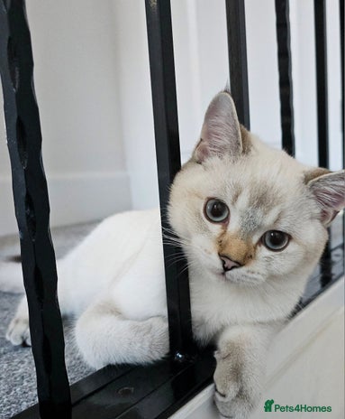 Scottish Fold cats - Advert 7