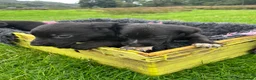 Borador dogs for sale: 5 border collie Labrador cross  - Advert 4