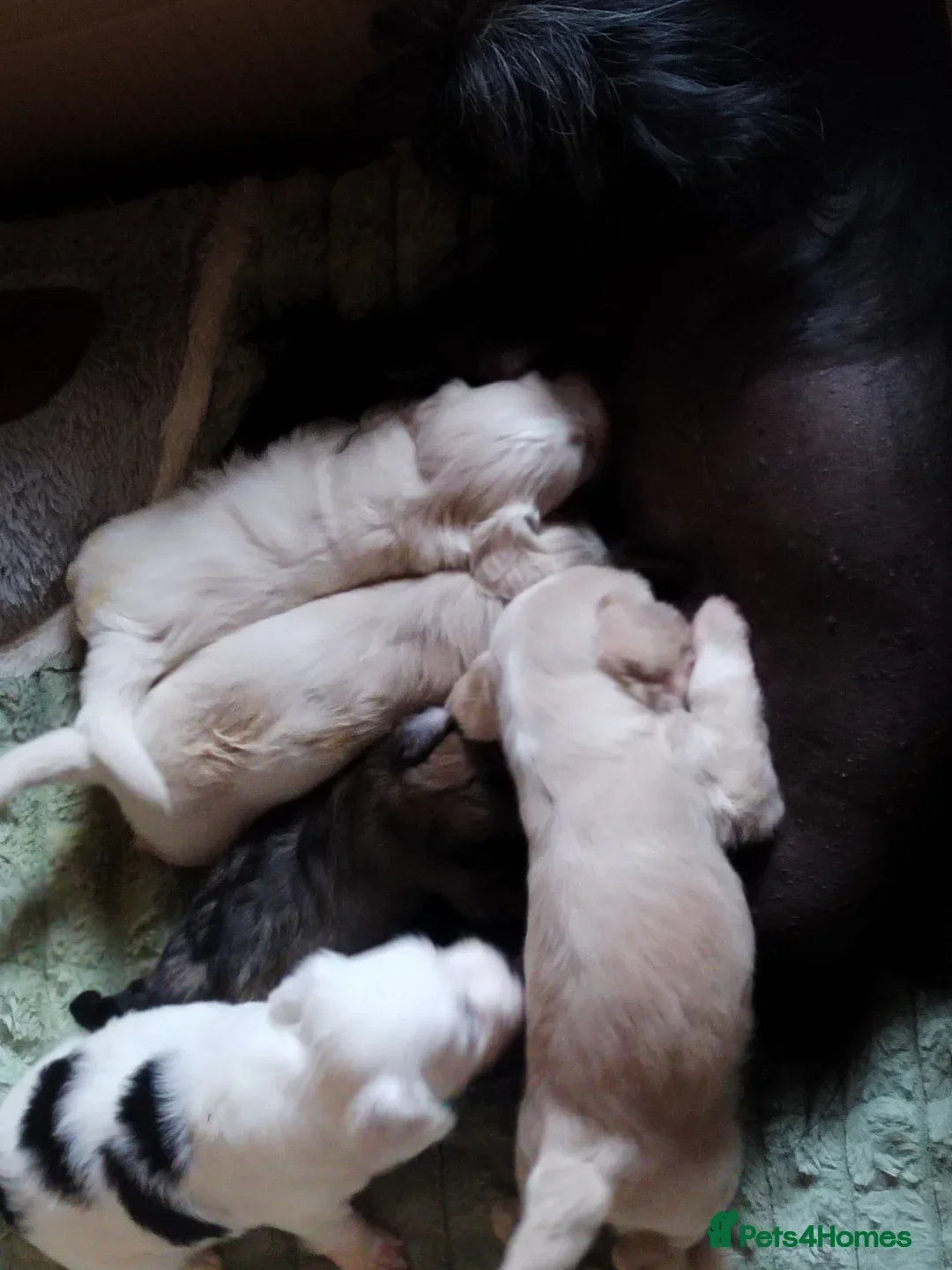 Chinese Crested dogs for sale: beautiful Chinese crested Cream Hairy Hairless boy - Image 10