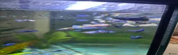 Bettas fish for sale: Mixed betta fish  - Advert 7