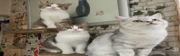 Munchkin cats for sale: ✨ Adorable TICA Registered Munchkin Kittens ✨ - Advert 11