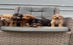Cockapoo dogs for sale: F1 Cockapoos puppies (council licensed breeder) - Image 17