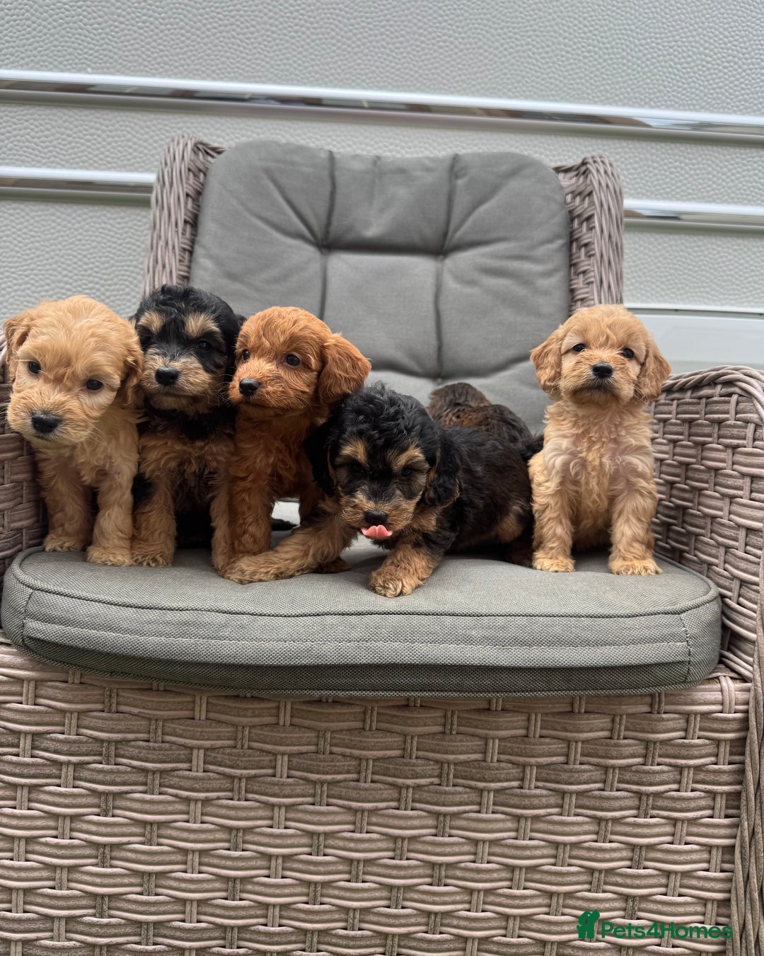 Cockapoo dogs for sale: F1 Cockapoos puppies (council licensed breeder) - Image 17