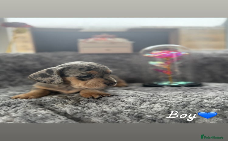Miniature Dachshund dogs - Advert 3
