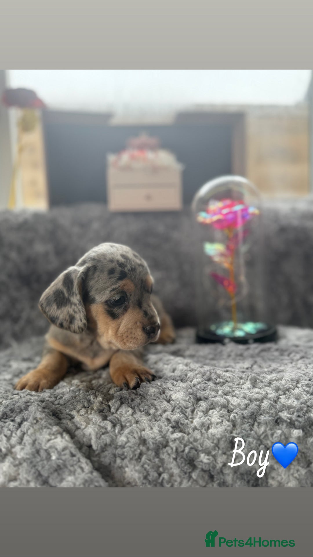 Miniature Dachshund dogs for sale: Minature dachound puppies  - Image 1