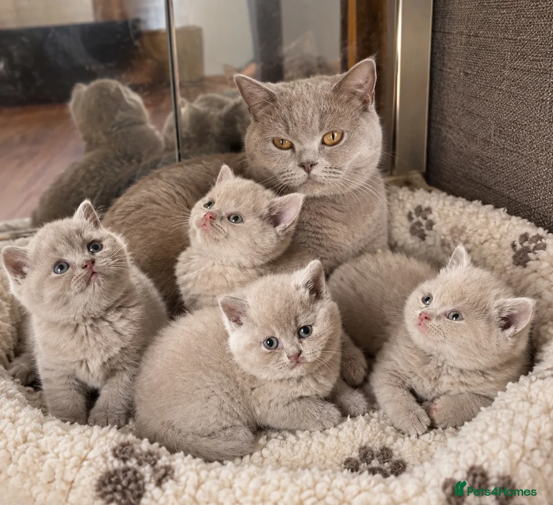 British Shorthair cats for sale: Pure BSH kittens one boy and one girl available  - Advert 7