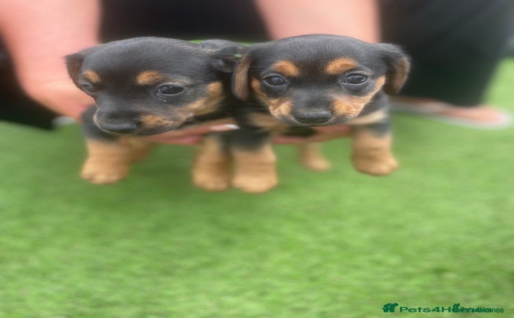 Dachshund dogs - Advert 2