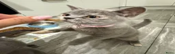 British Shorthair cats for sale: British shorthair kittens 1 girl left - Advert 11