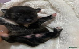 Mixed Breed dogs for sale: Husky staffy cross puppy - Advert 4