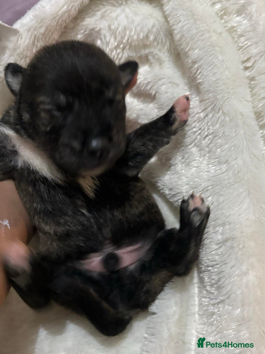 Mixed Breed dogs for sale: Husky staffy cross puppy - Advert 4
