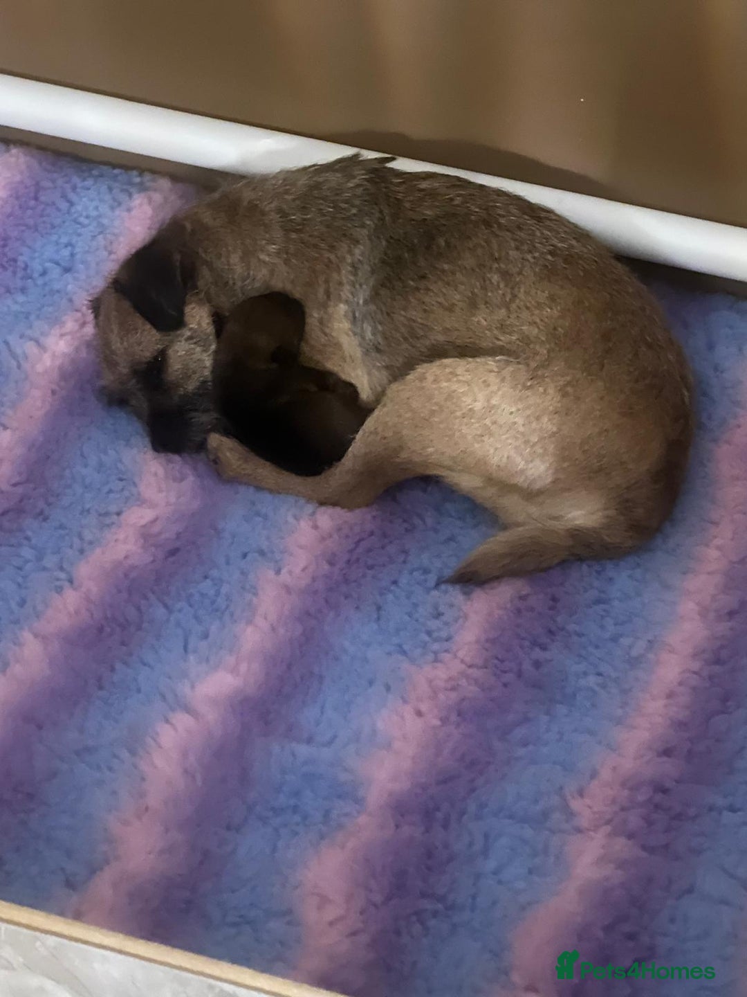 Border Terrier dogs for sale: Border Terrier Pup Family Man’s Best Friend - Advert 3