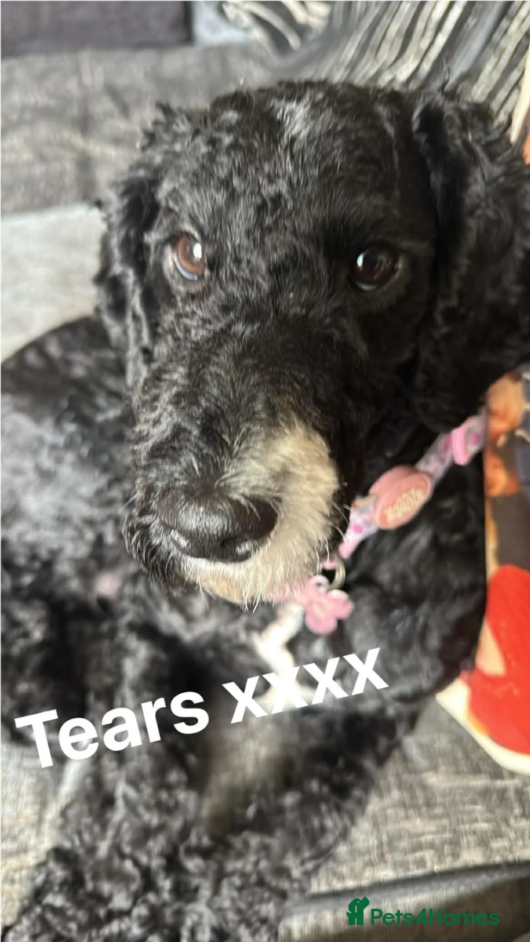 Cockapoo dogs for sale: Cockerpoo puppies  in Grantham - Advert 1