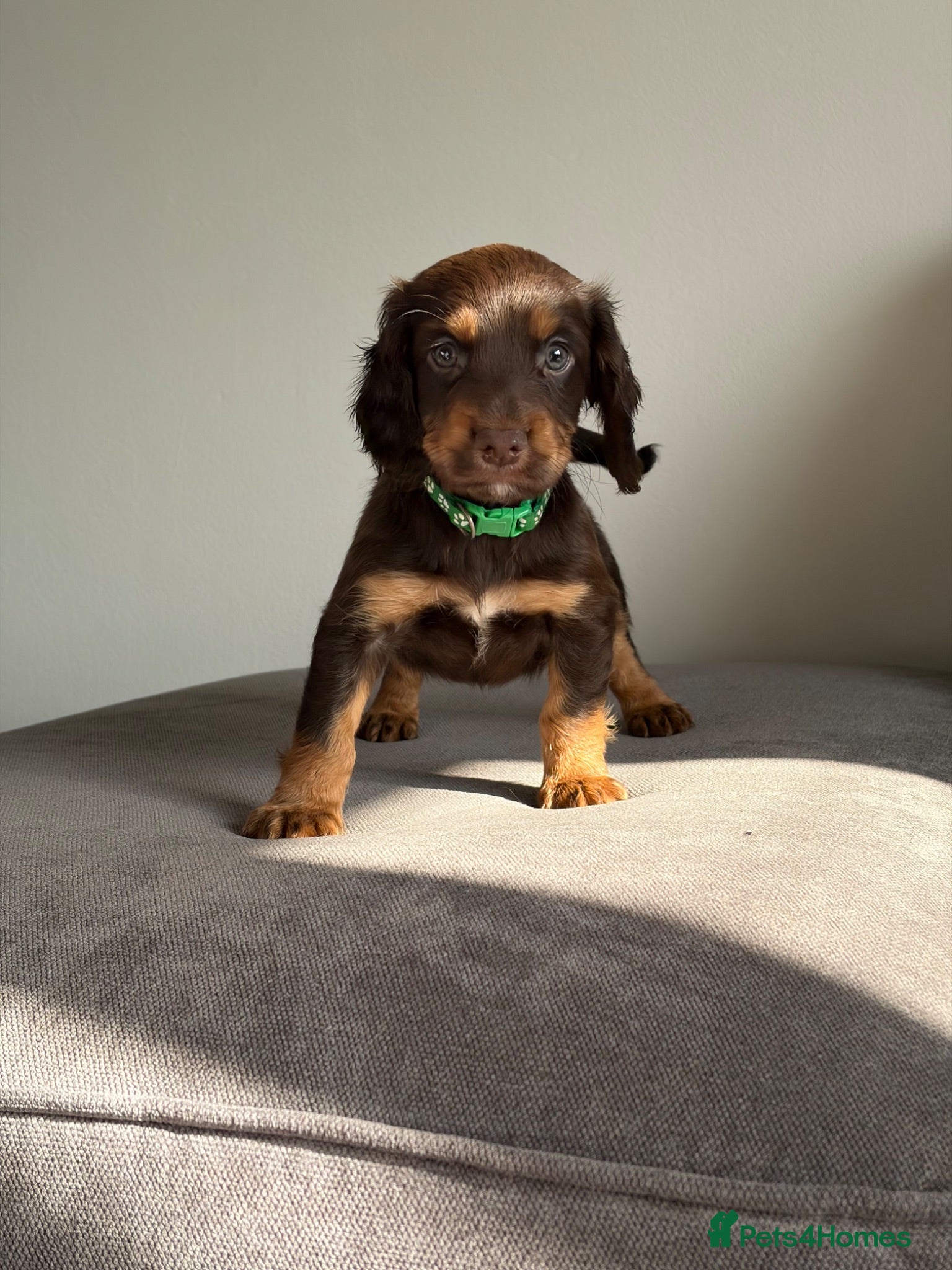 Cocker Spaniel dogs Working Cocker Spaniel puppies  - Advert 5