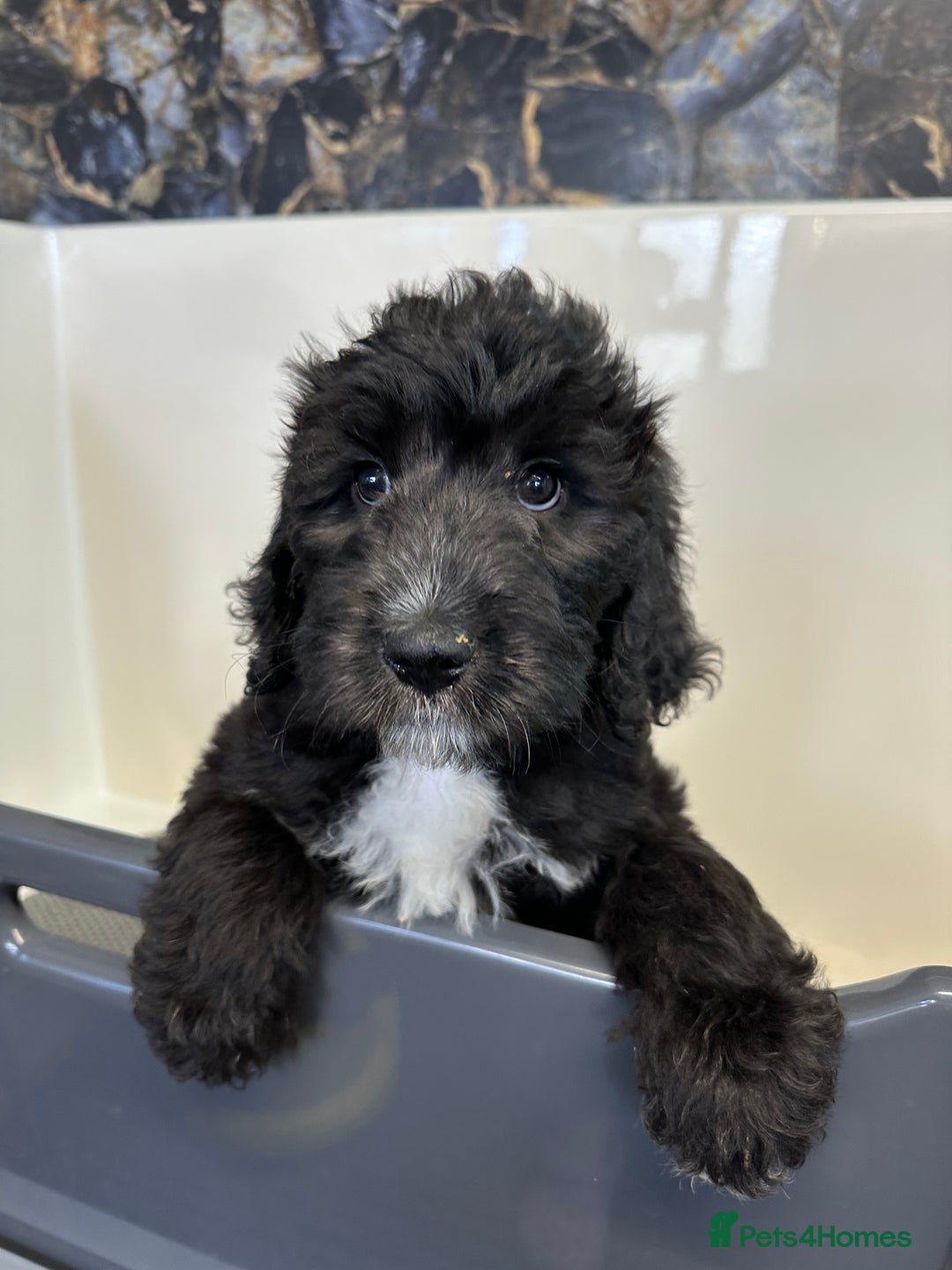 Mixed Breed dogs for sale: *Reduced* F1 Saint Berdoodles - Image 2