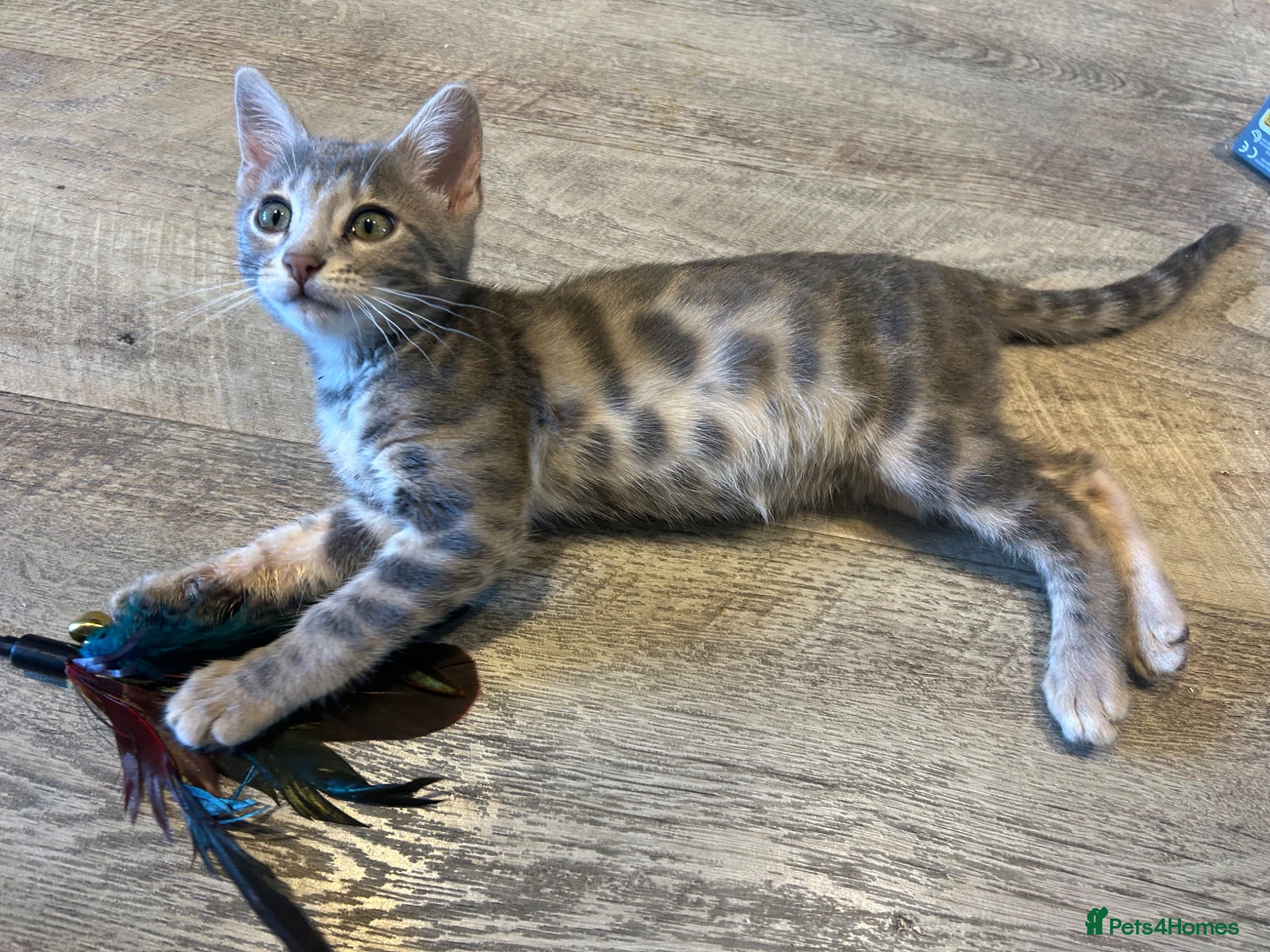 Bengal cats 💙 Beautiful Blue Bengal Female Kitten Ready Now! - Advert 2