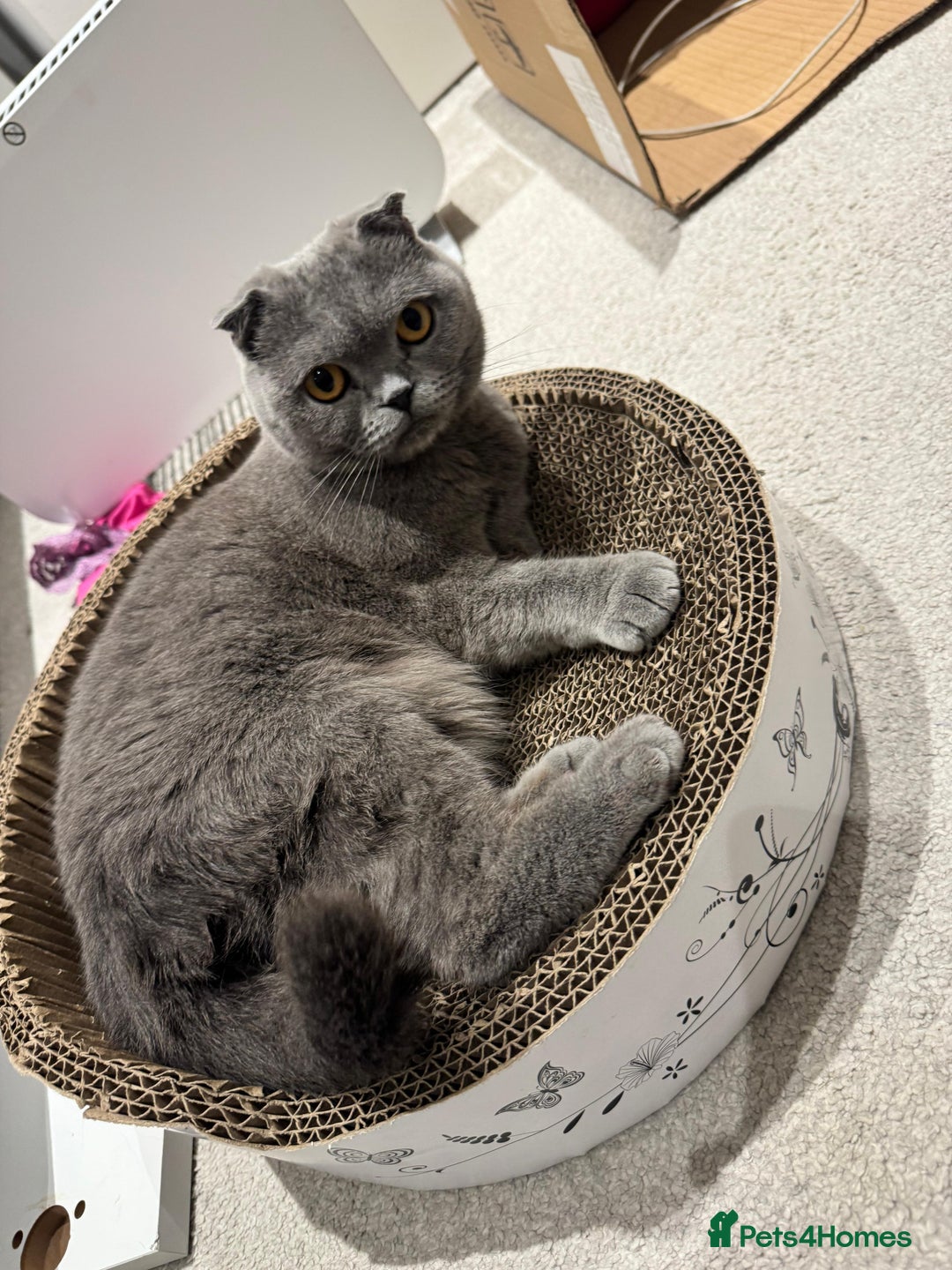 British Shorthair cats for sale: Adorable British Shorthair Male Kittens for Sale. - Advert 6