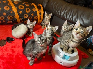 Bengal cats - Advert 5