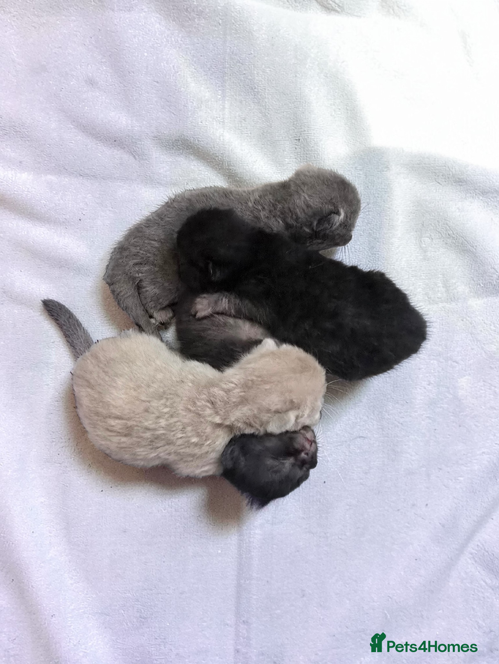 British Shorthair cats Beautiful kittens looking forever home 🏡 😍  - Advert 13