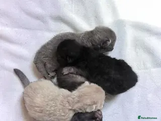 British Shorthair cats Beautiful kittens looking forever home 🏡 😍 - Advert 13