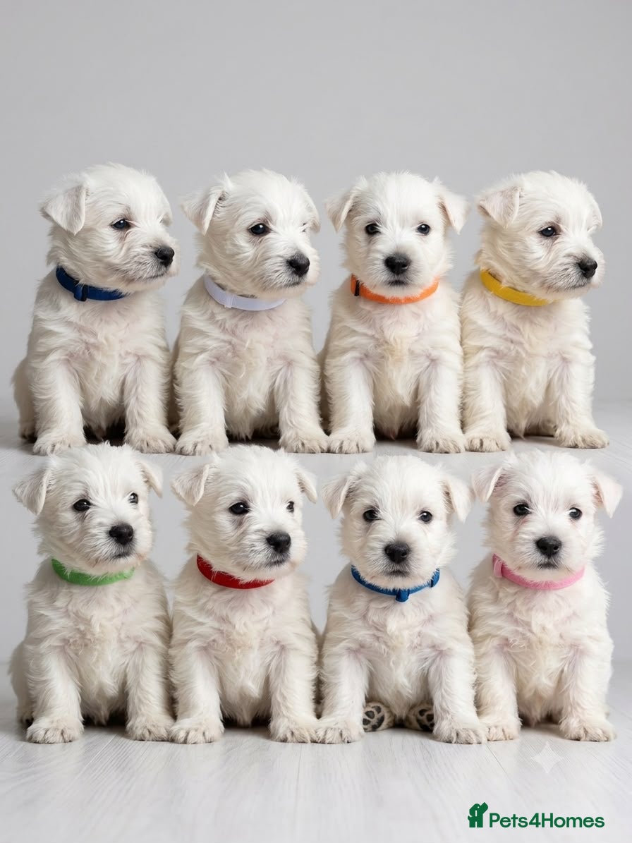 West Highland Terrier dogs Gorgeous westies - Advert 1