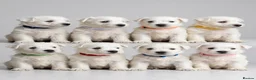 West Highland Terrier dogs for sale: Gorgeous westies - Advert 1