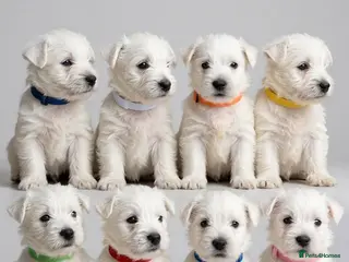 West Highland Terrier dogs Gorgeous westies - Advert 17