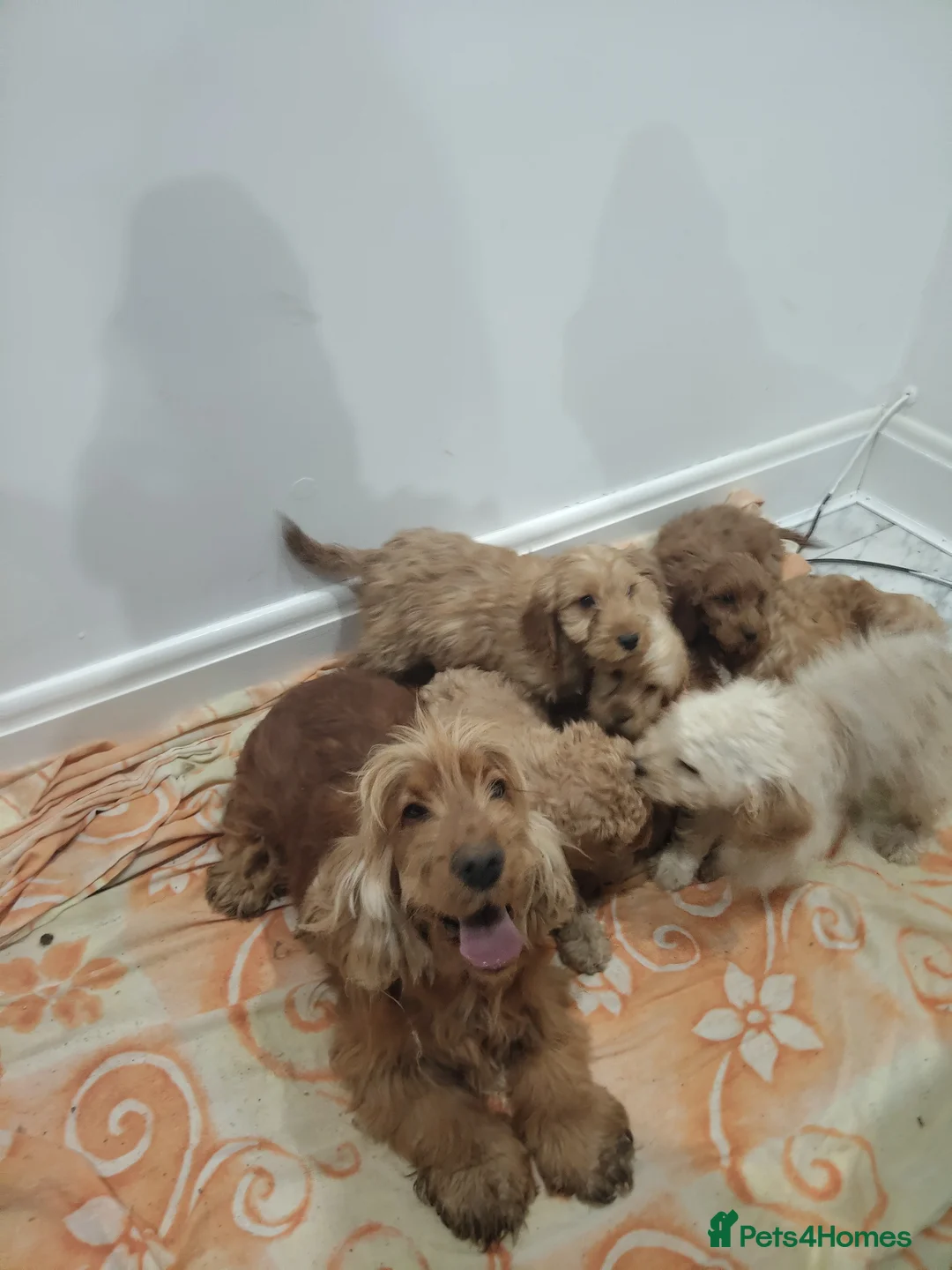 Cockapoo dogs for sale: Toy cockapoos😍 - Advert 11