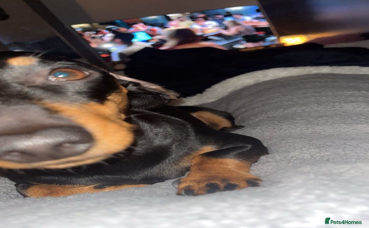 Dachshund dogs - Advert 1