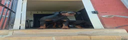 Dobermann dogs for sale: Pedigree Chunky Doberman Puppies - Advert 3