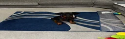 Dobermann dogs for sale: 15 week old (started) Doberman puppy female  - Advert 4