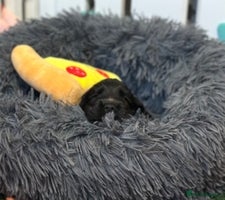 Cocker Spaniel dogs 🍁 Top Champion Line Show Cocker Pups 🍁 - Advert 4